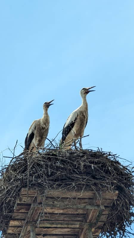 Storch Schweiz - Image 1