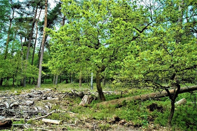 Kipseberg - Image 1