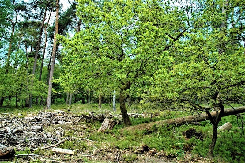 Kipseberg - Image 1