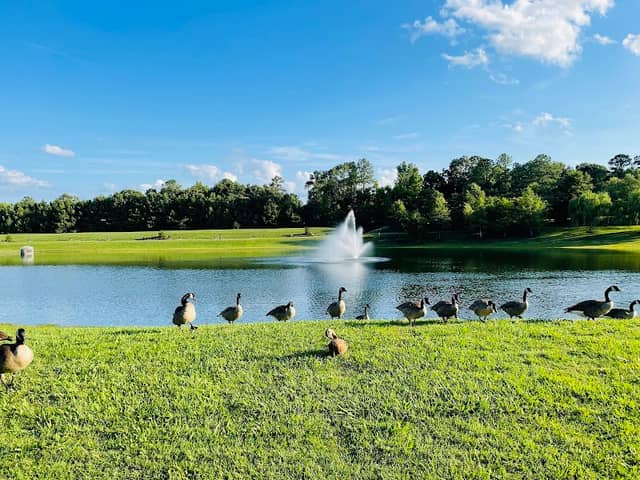 Geese Lake Park - Image 1