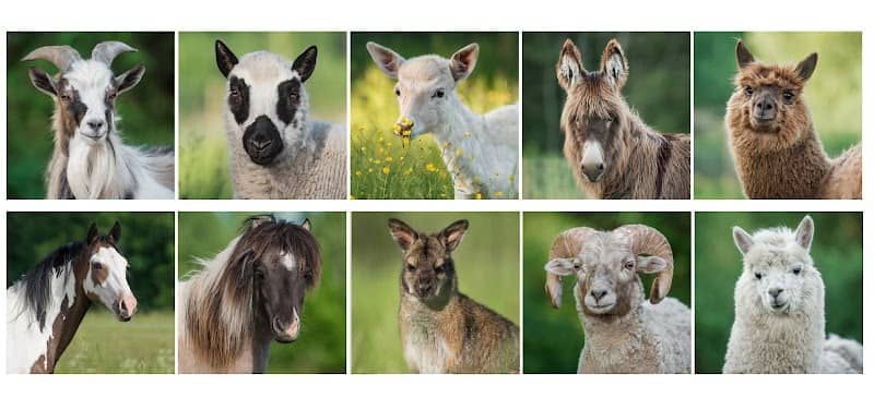 JuRita mini Zoo - Image 1