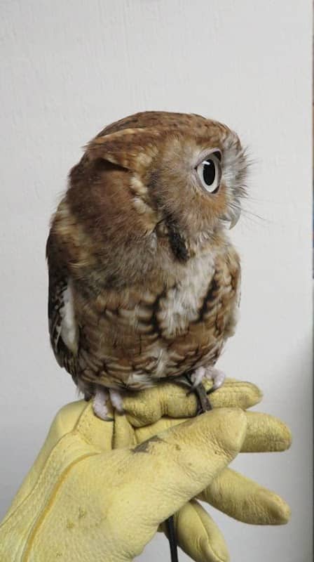 International Owl Center - Image 1