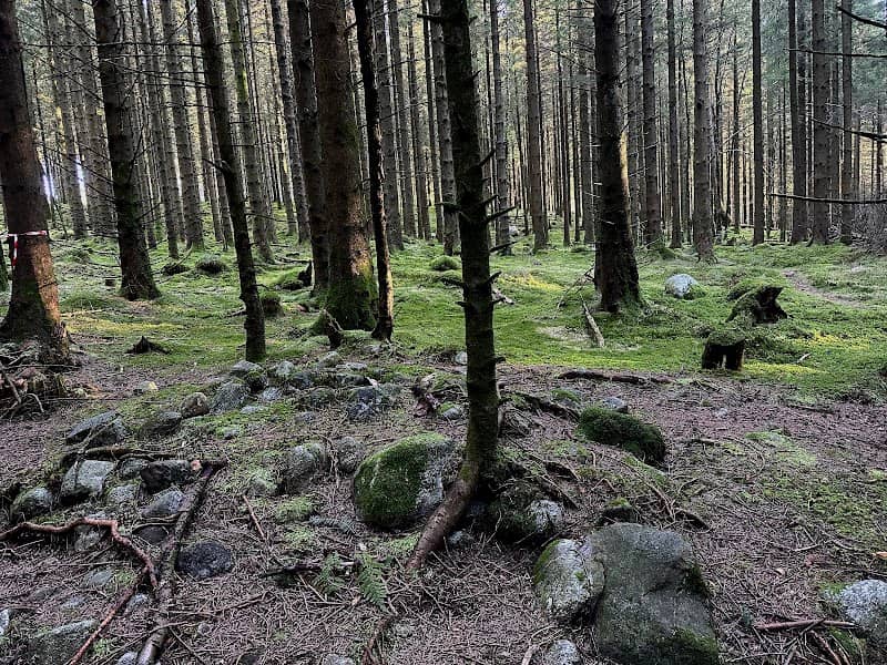 Sviland's skogen - Image 1