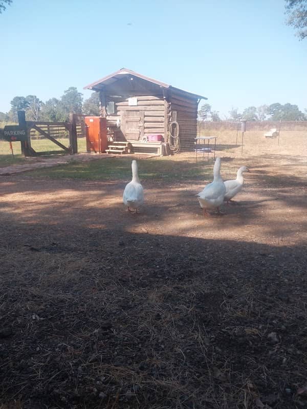 The Bell Pumpkin Patch - Image 1
