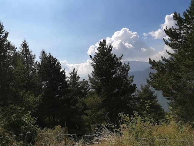 Seleiraut - Image 1