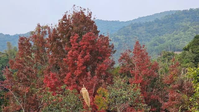 Kau Tam Tso Sweet Gum Trees - Image 1