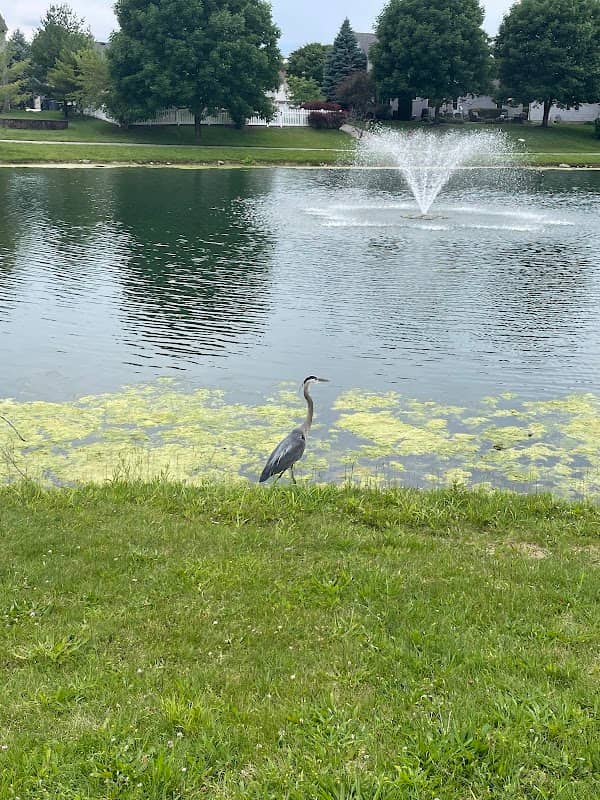 Hoover Pond - Image 1