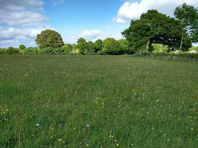 Ty Brith Nature Reserve - Image 2