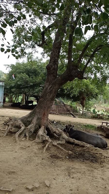 Gandhi Park - Image 1