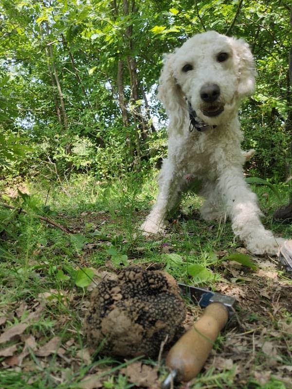 Truffle Experience - Image 2