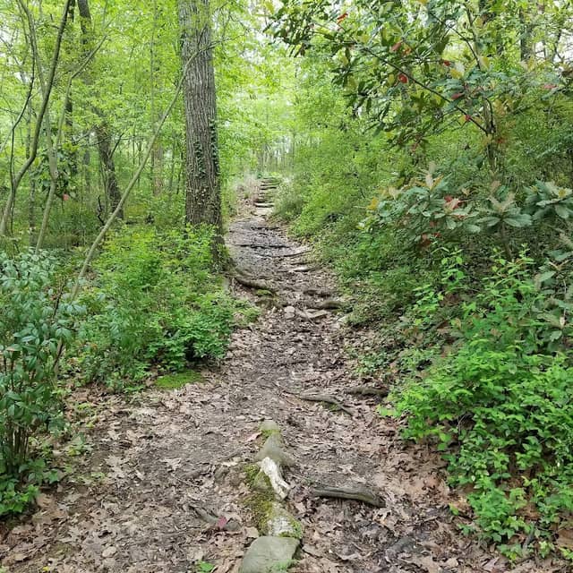 Allsopp Park - Image 2