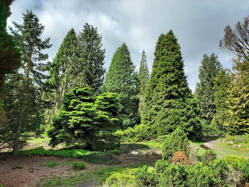 Pinetum Ter Borgh Anloo - Image 1