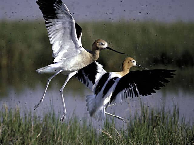 Bear River - Image 1