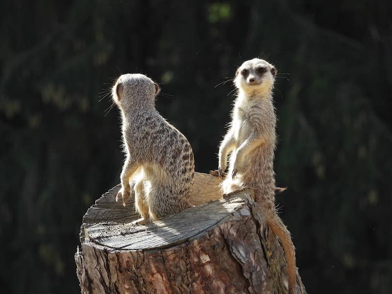 Savannenhaus Walter Zoo - Image 1