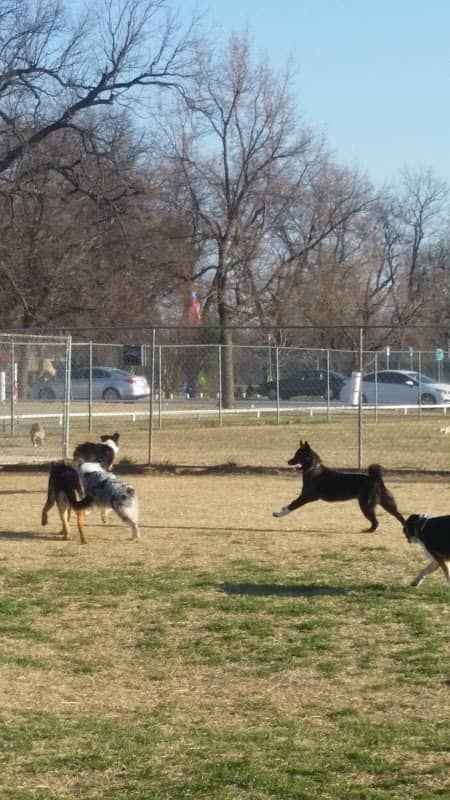 Wiggly Field Dog Park - Image 3