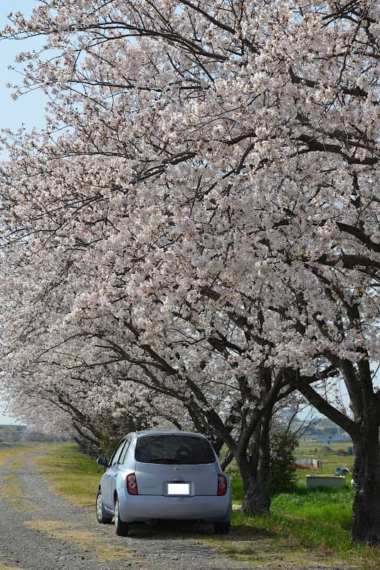 栃山川堤の富士見桜 - Image 1
