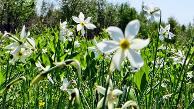 Daffodils Glade from Vlăhiţa - Image 1