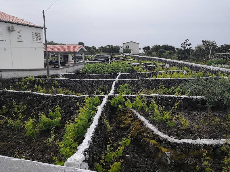 Plantación viñas - Image 1