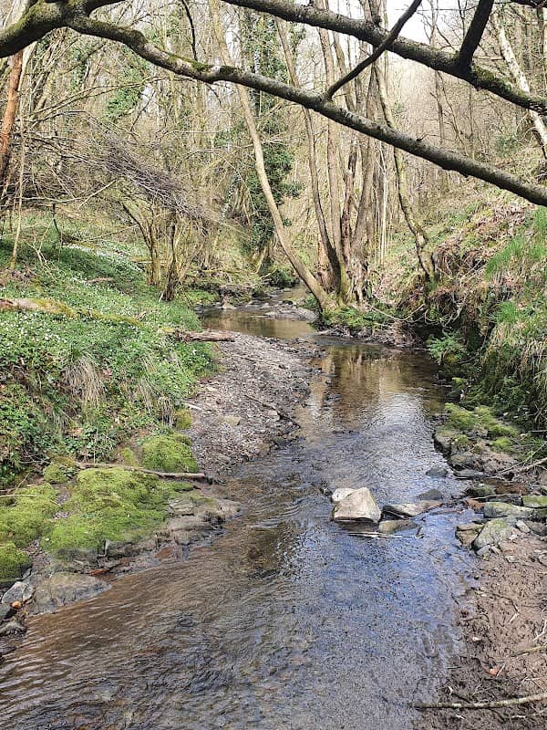 RSPB Consall Woods - Image 2