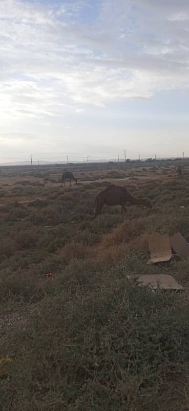 GUENAZ - Image 1