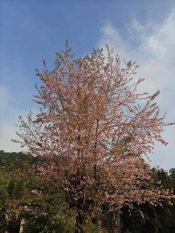 Tree of hope - Image 1
