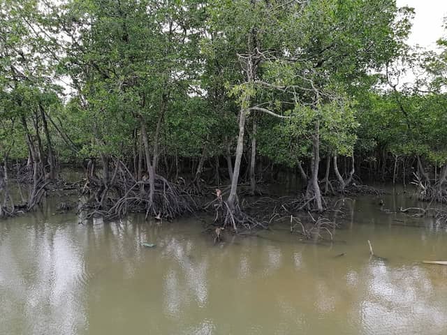 จุดชมลิง เกาะสิเหร่ - Image 2
