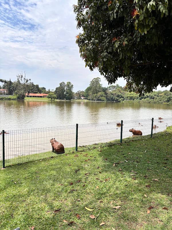 Capivara City - Image 1