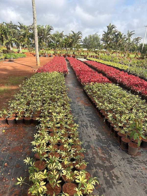 Spandana Nursery - Image 1