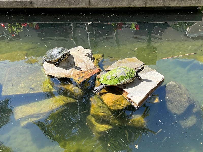 Turtle Pond - Image 1