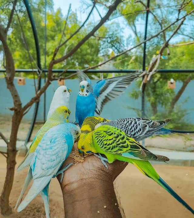 Rajali Birds Park - Image 1