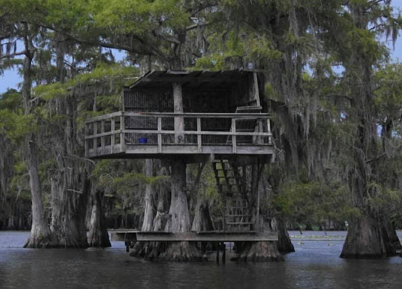 Mossy Brake Camp Caddo Lake Swamp Tours - Image 3