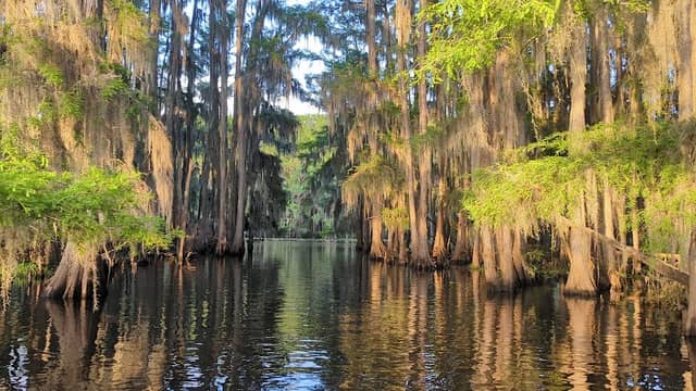 Mossy Brake Camp Caddo Lake Swamp Tours - Image 2