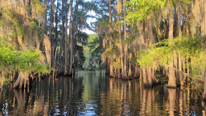 Mossy Brake Camp Caddo Lake Swamp Tours - Image 2