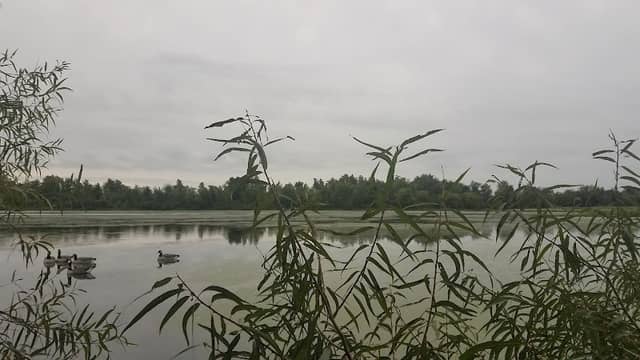 Michigan Wetland Management District: Schoonover Waterfowl Production Area - Image 1