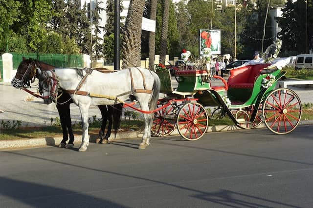 Horse and carriage - Image 1