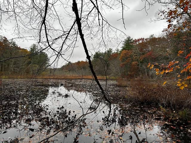 Skeeter Mill Pond - Image 1