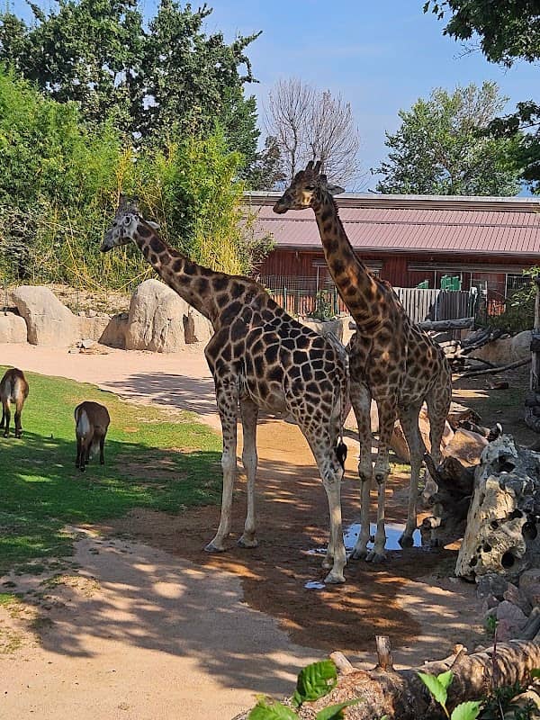Belvedere delle Giraffe - Image 1