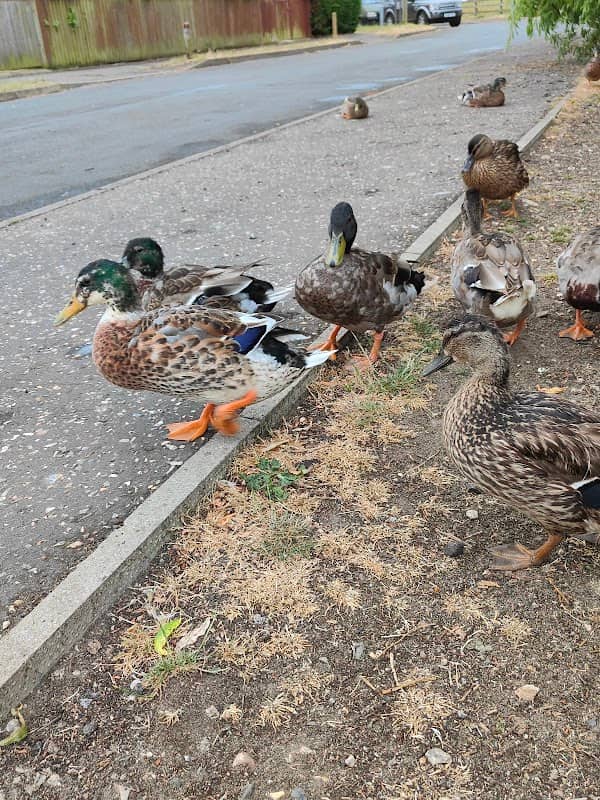 Duck pond - Image 1