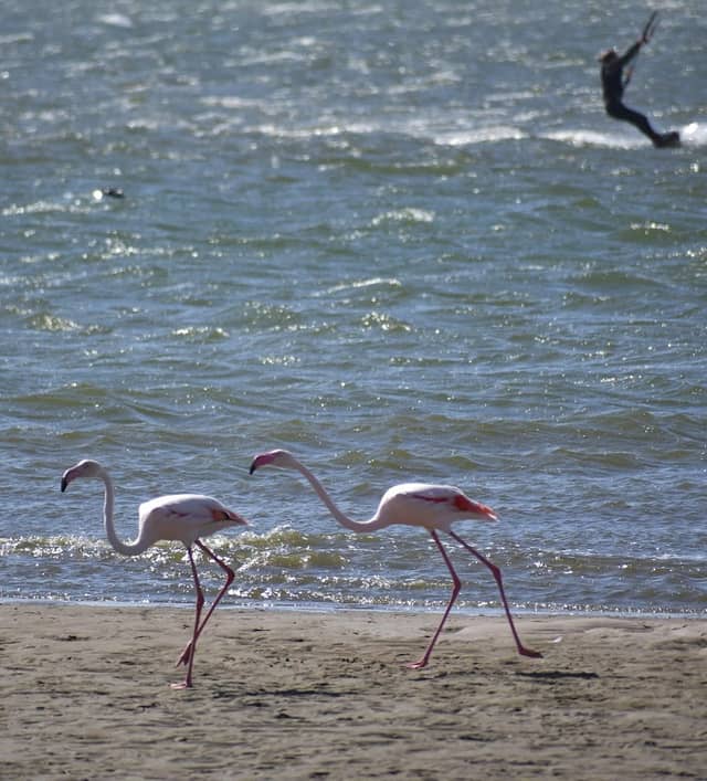 Walvis Bay Lagoon Safe View Point 2 - Image 2
