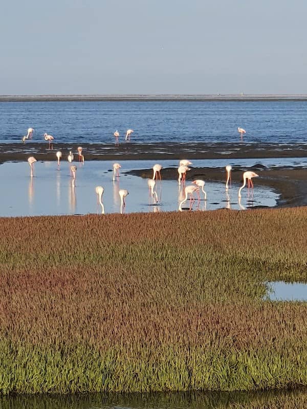 Walvis Bay Lagoon Safe View Point 2 - Image 3