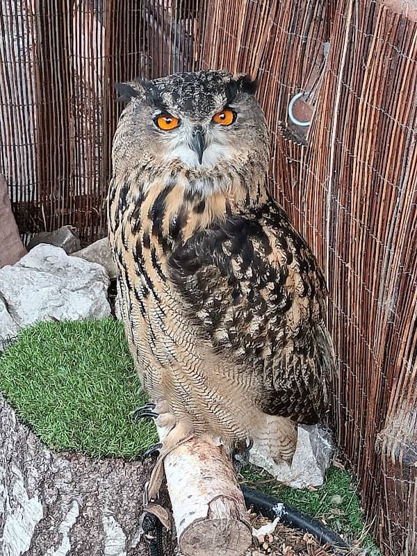 Greenacres Animal Park - Image 2