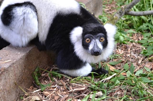 Greenacres Animal Park - Image 1