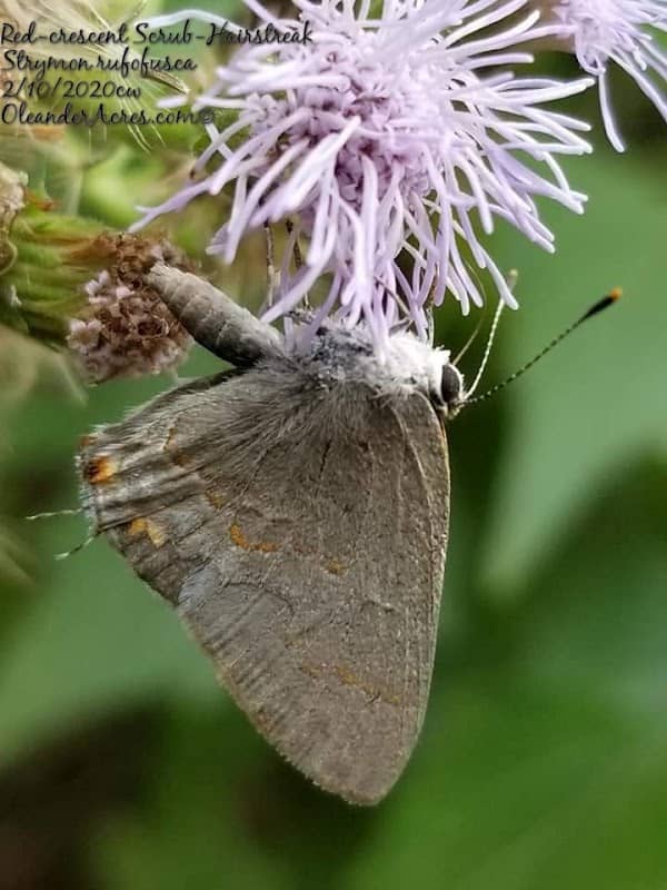 The Butterfly Garden At Oleander Acres - Image 2