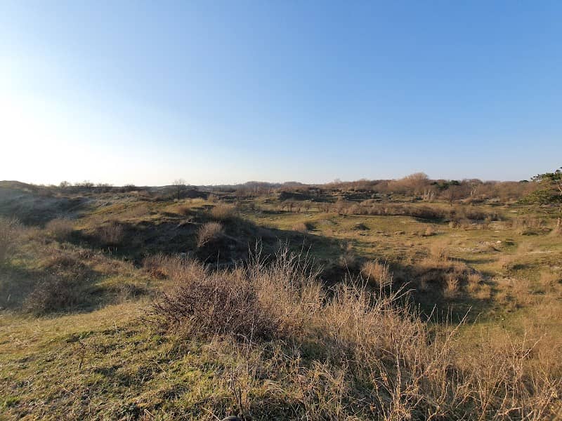 Point with a view in Voornse Dune - Image 3