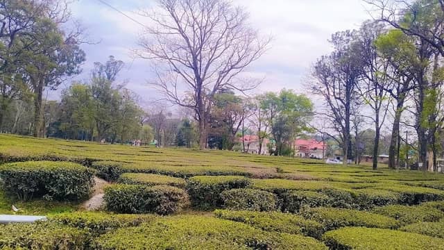 Palampur Tea Gardens - Image 1