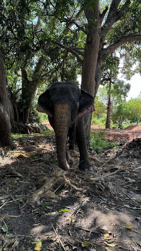 Elephants' feeding spot - Image 1