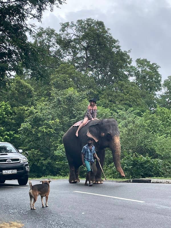 Elephants' feeding spot - Image 2