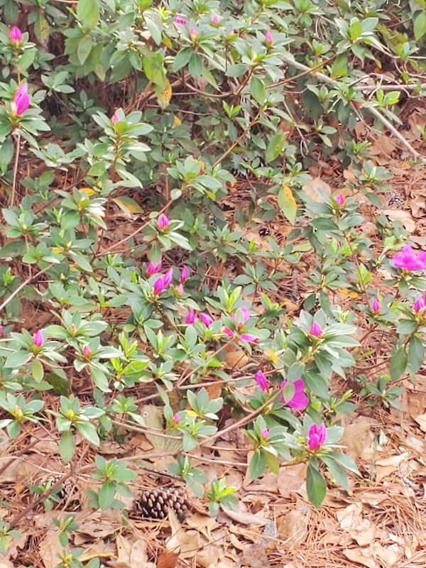 Olde Towne Community Park - Image 2