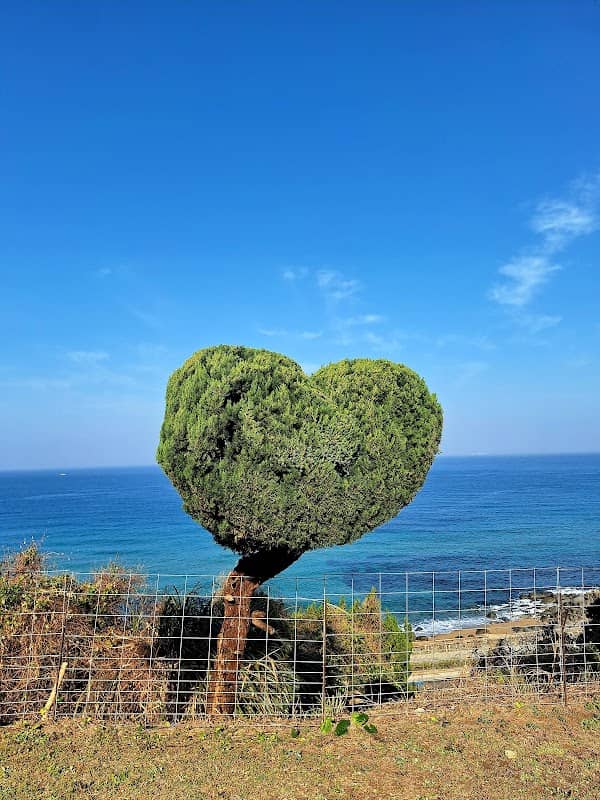 Heart Tree (North) - Image 1