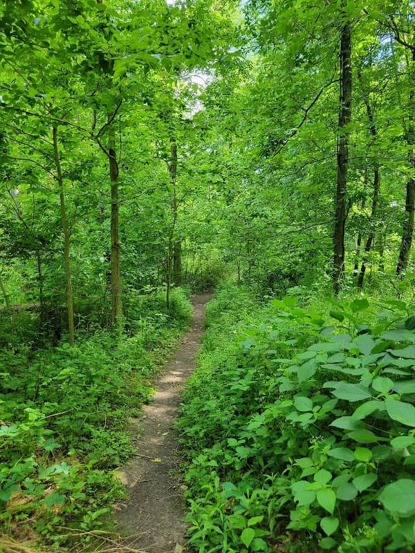 Maramech Forest Preserve - Image 1